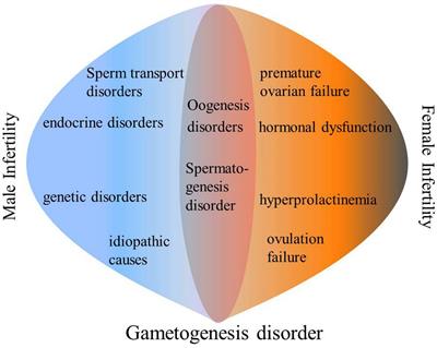 The Latest Research Progress of m6A Modification and Its Writers, Erasers, Readers in Infertility: A Review